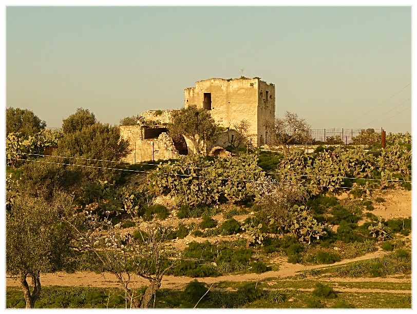 Tra le Opuntia ficus indica, quante sorprese...........